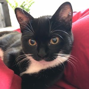 Frida @acatcalled_frida